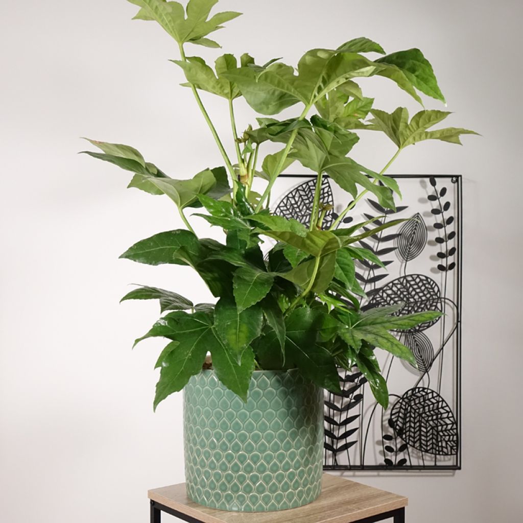 Faux-aralia - Fatsia japonica