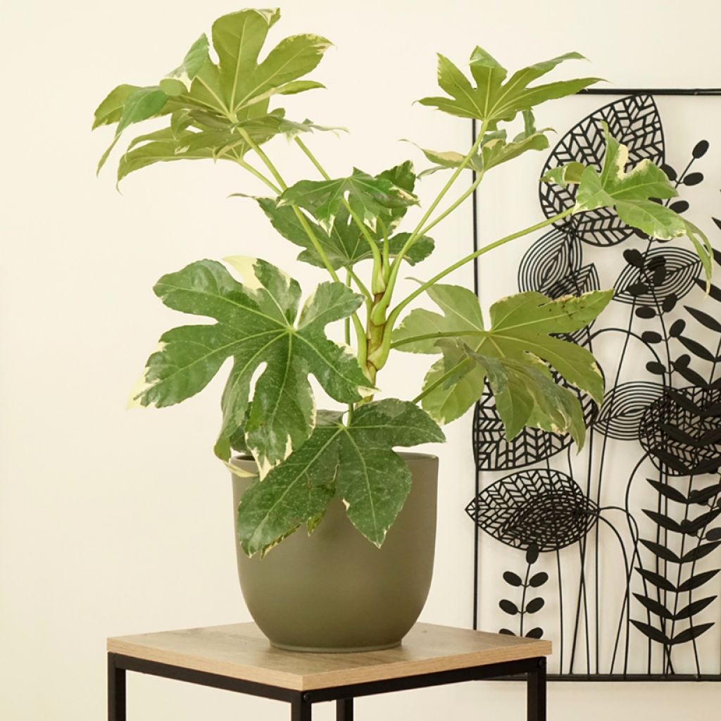 Faux-aralia - Fatsia japonica Variegata