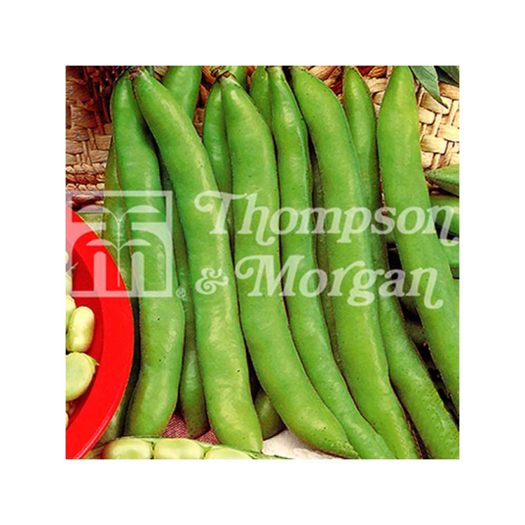 Fève Masterpiece Green Longpod