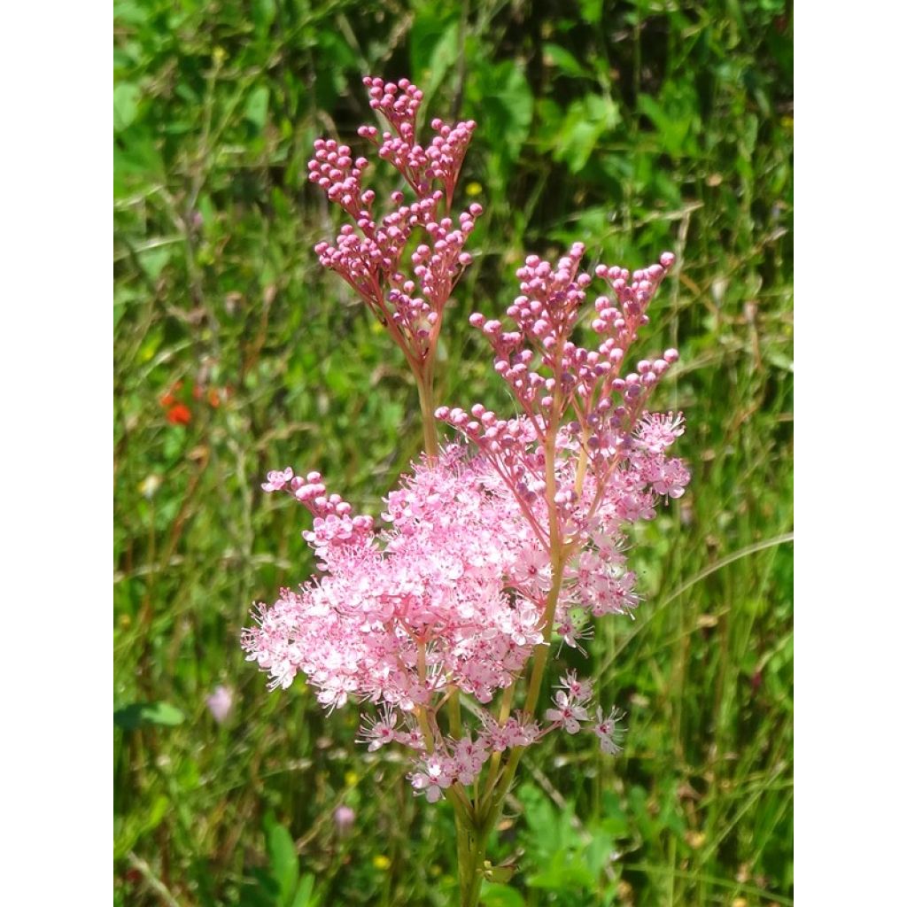 Filipendula rubra Venusta - Reine des prés