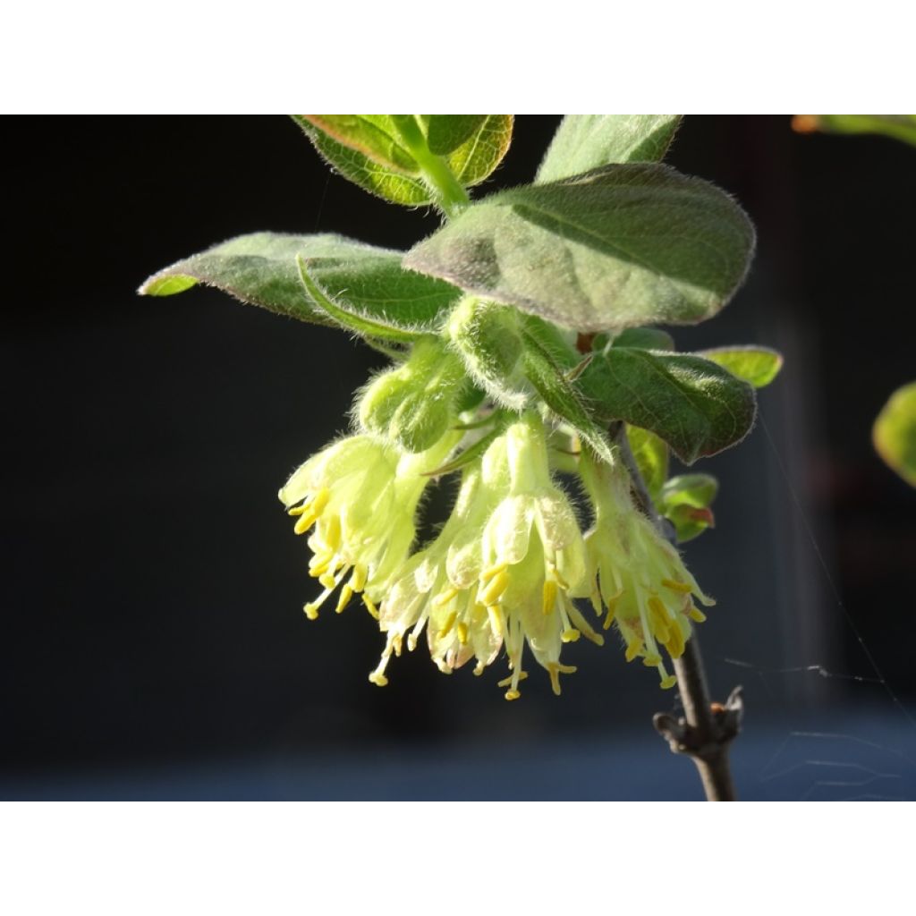 Une floraison discrète mais prometteuse...