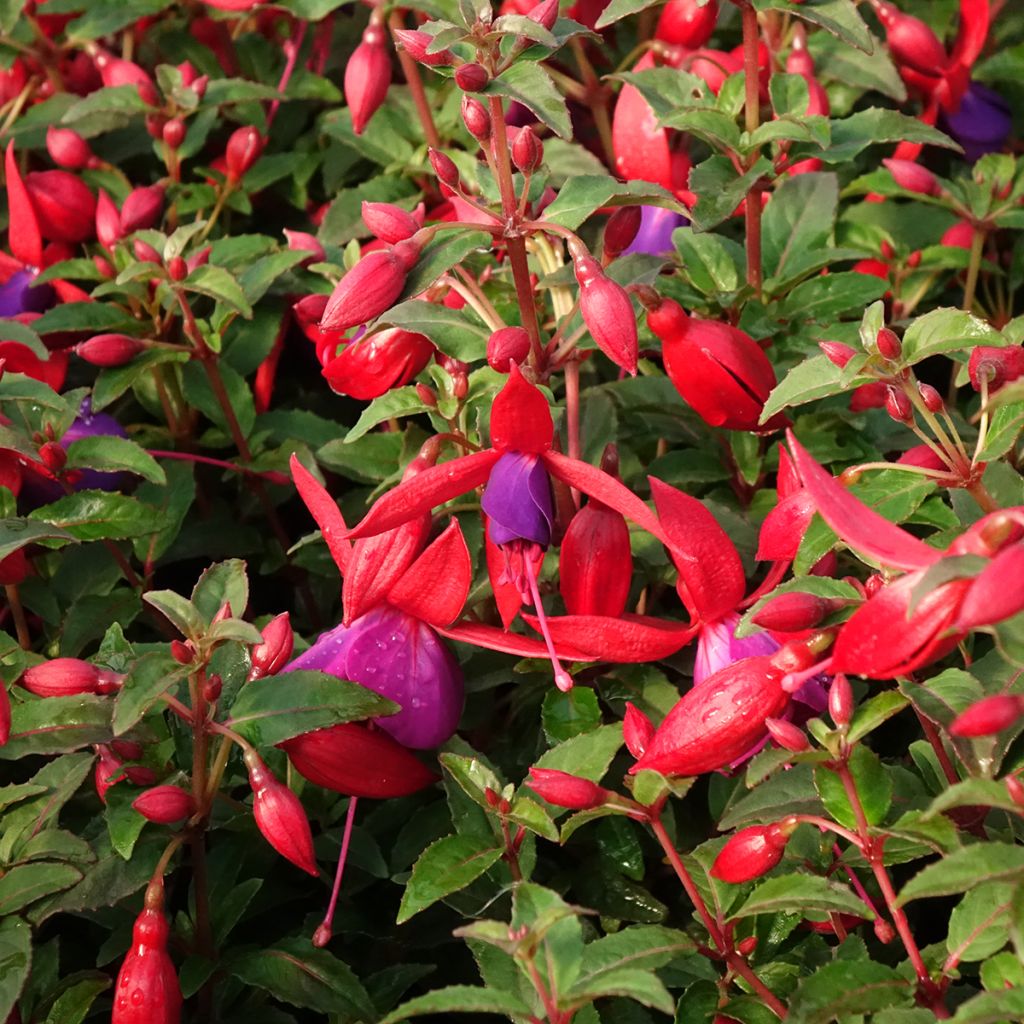 Fuchsia Bella Sacha