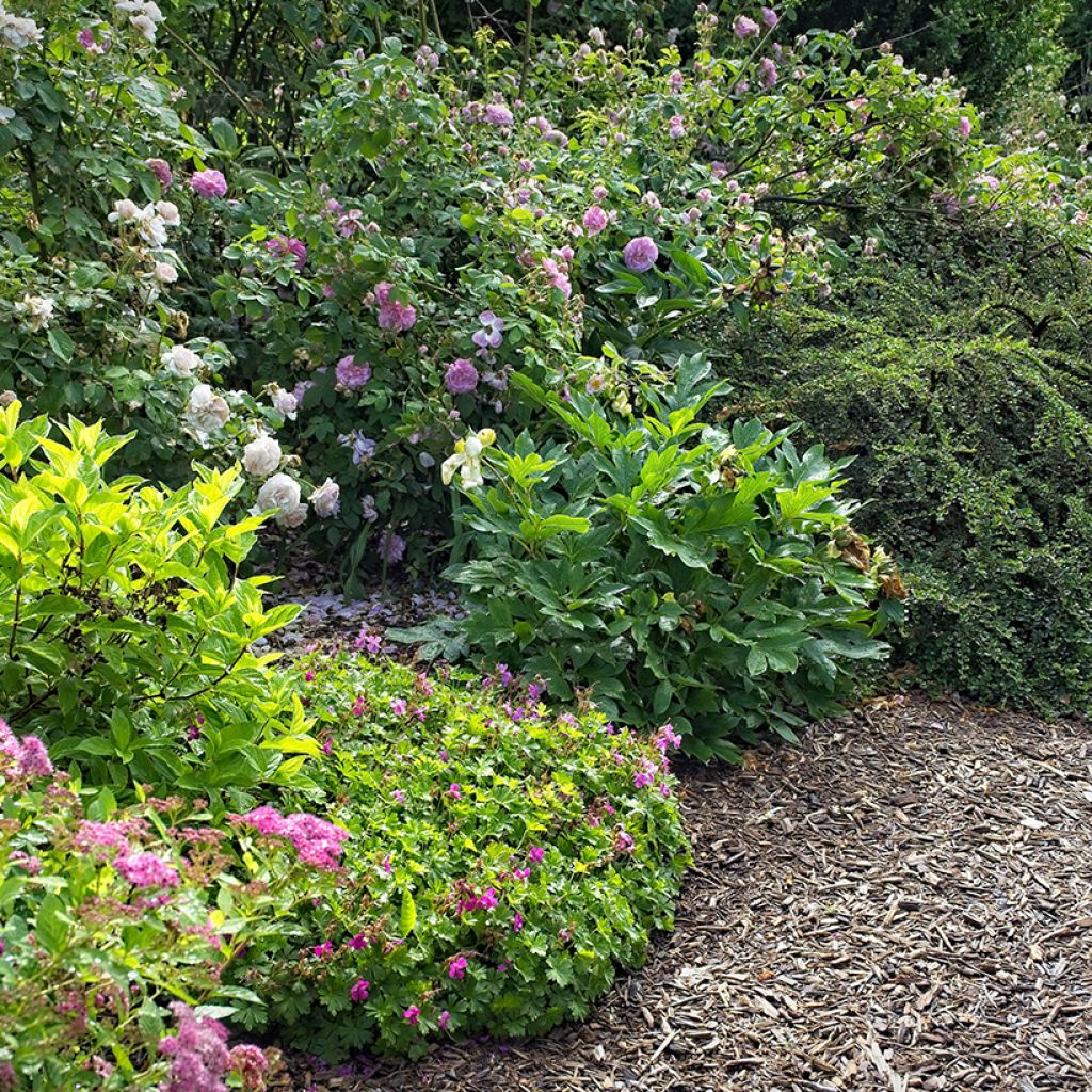 Géranium vivace cantabrigiense Crystal Rose