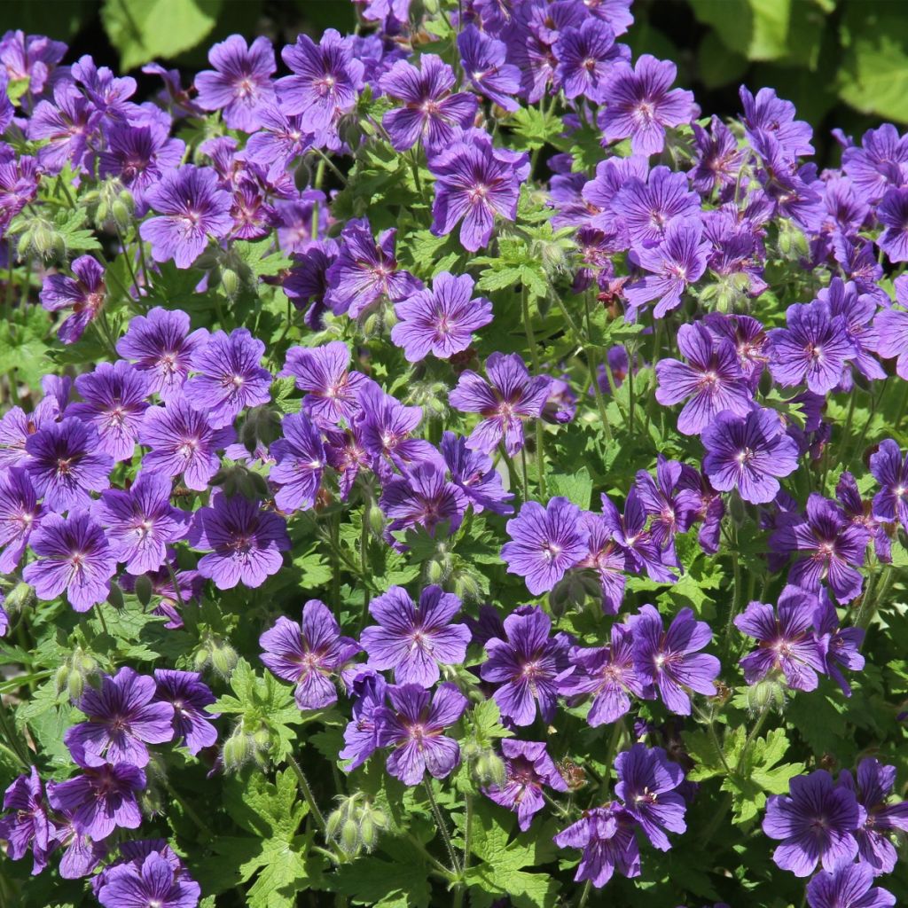 Géranium vivace ibericum Vital -  Geranium vivace d'Ibérie