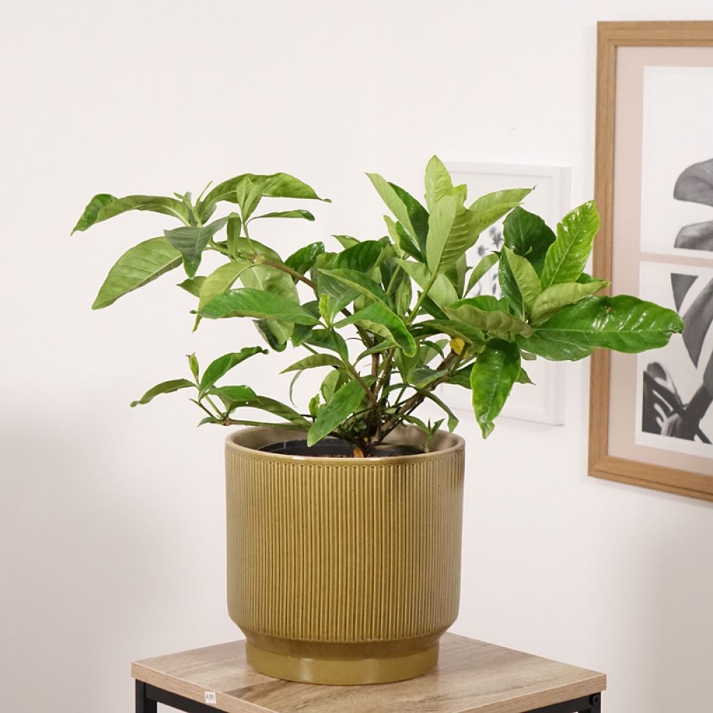 Gardenia jasminoides Summer Snow