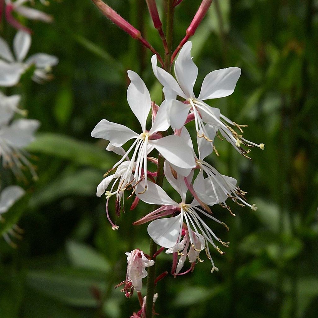 Gaura lindheimeri Whirling Butterflies