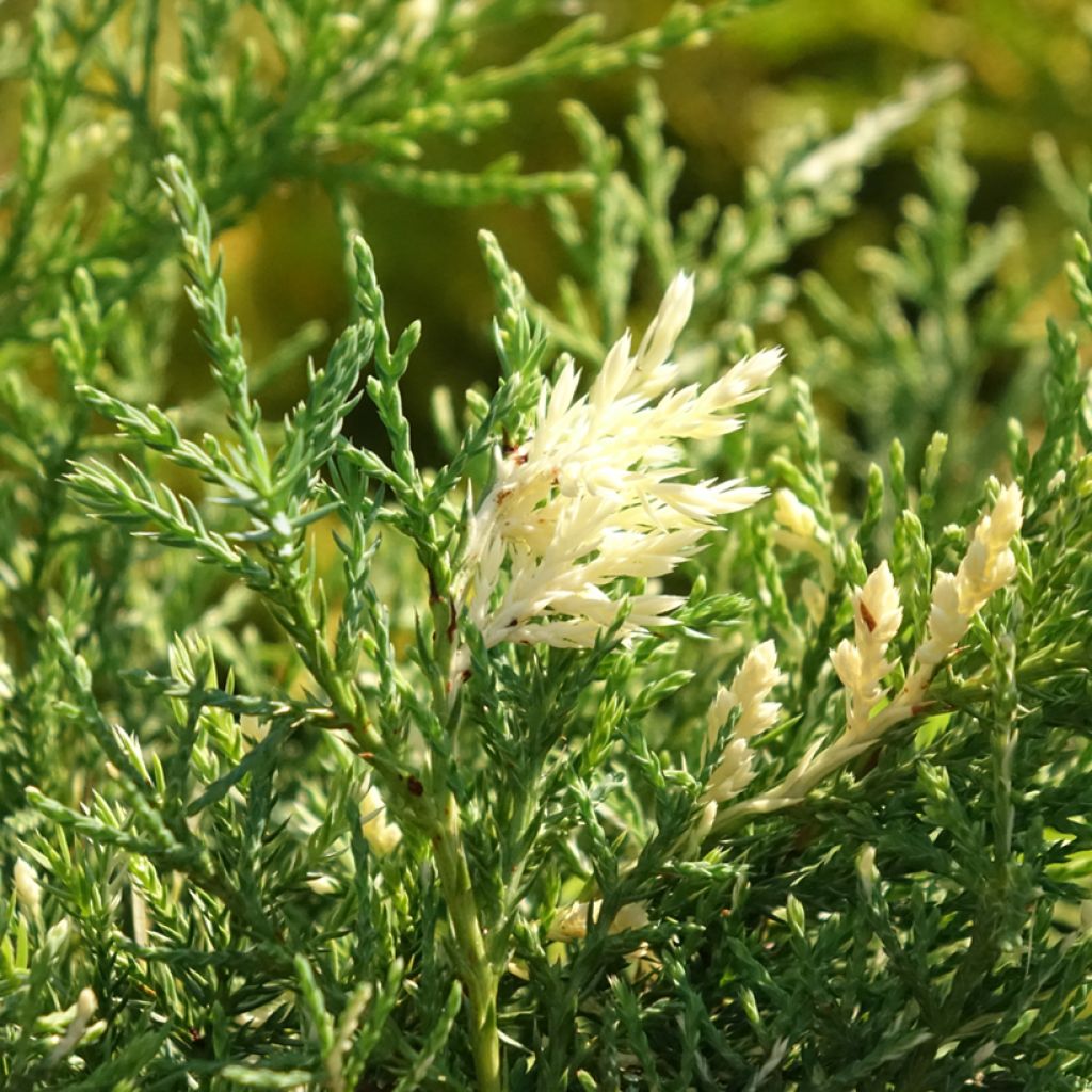 Genévrier - Juniperus pfitzeriana White Splash