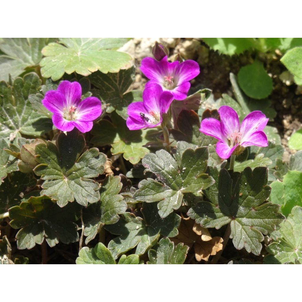 Géranium vivace Orkney Cherry®