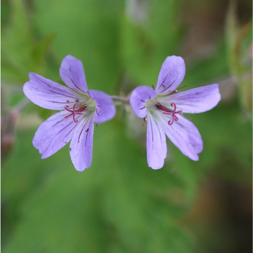 Geranium vivace Prélude