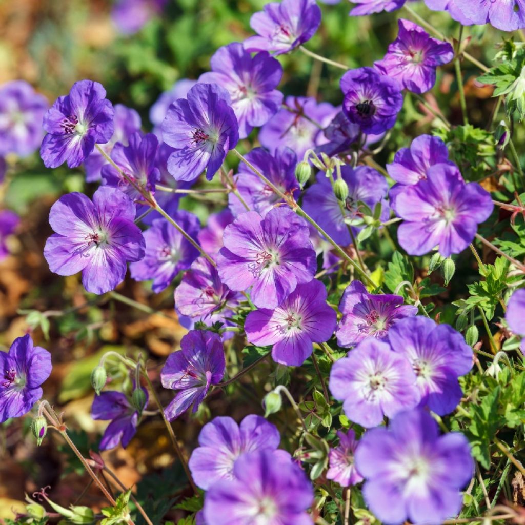 Géranium vivace Rozanne