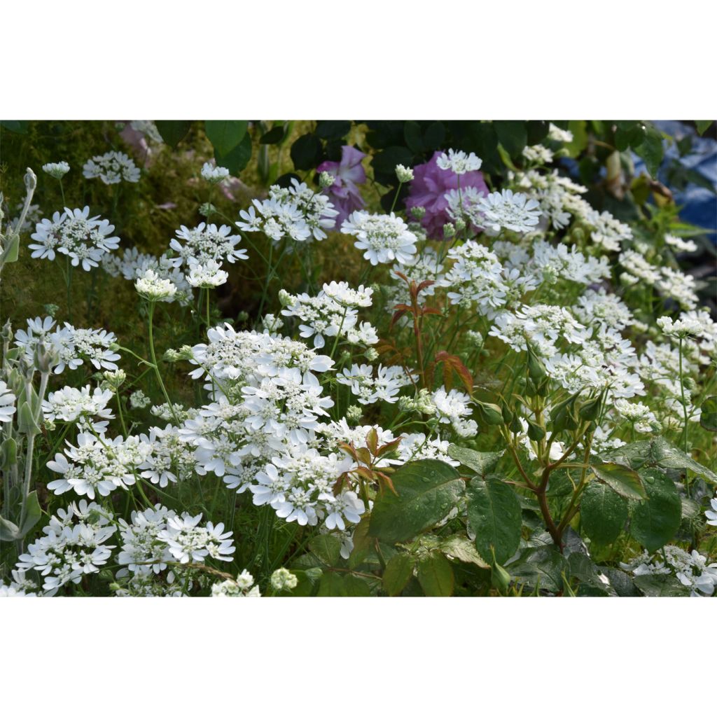 Graines d'Orlaya grandiflora