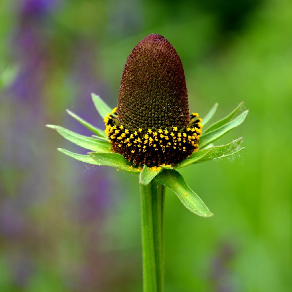Graines de Rudbeckia Green Wizard - Rudbeckia occidentalis