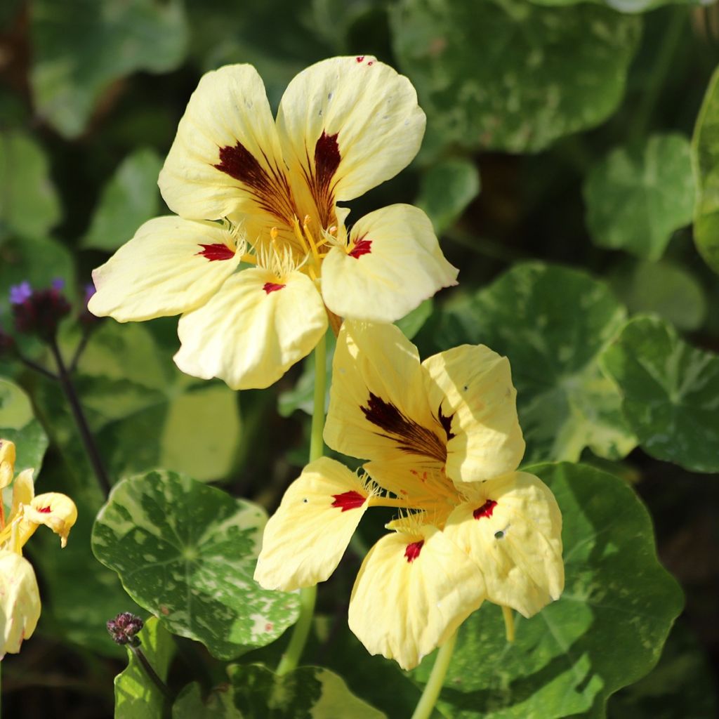 Graines de Capucine naine Cream Troika -Tropaeolum majus