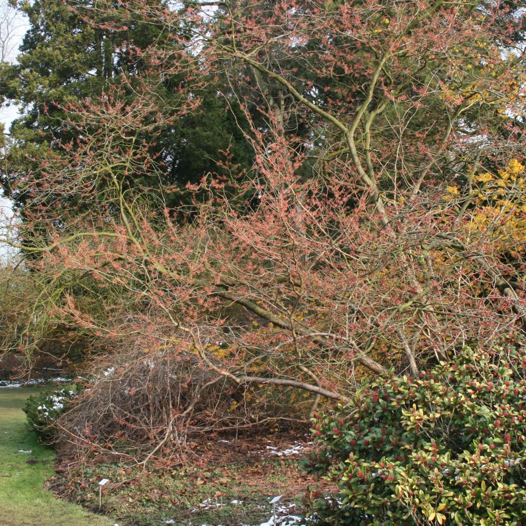Hamamelis intermedia Ruby Glow - Noisetier de sorcière