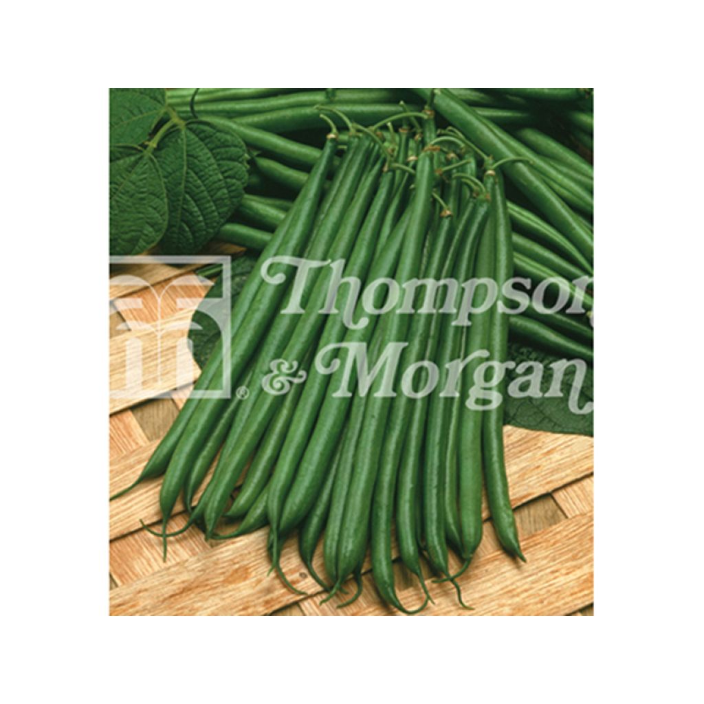 Haricot nain Boston - Haricot filet