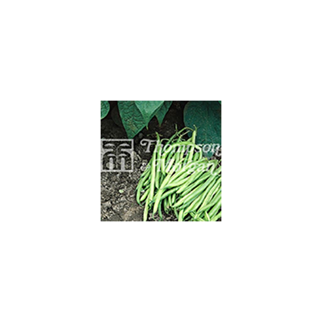Haricot nain Nomad - haricot vert