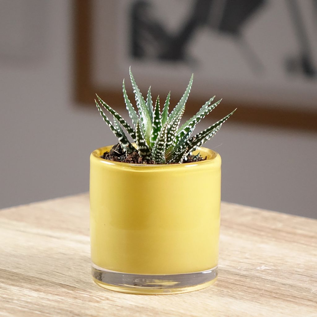 Haworthia Big Band - Plante zèbre