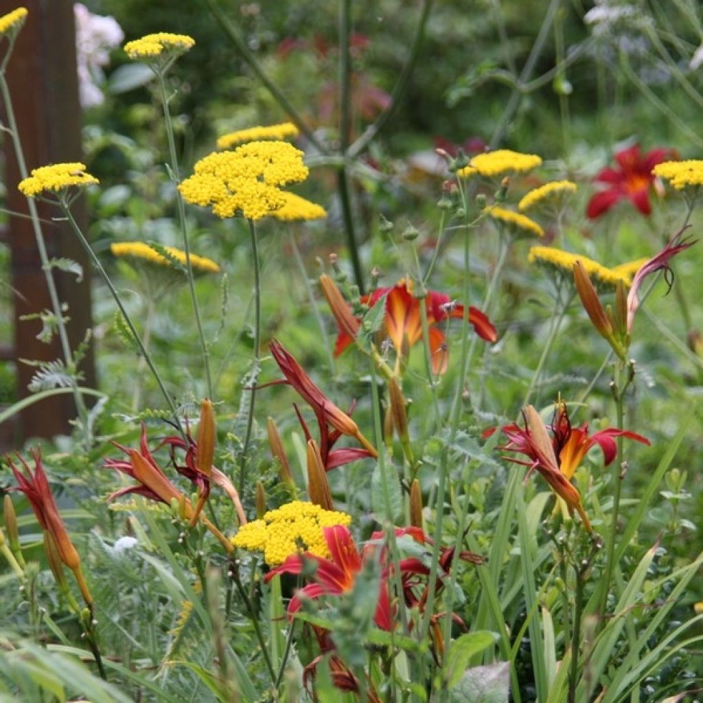 Hémérocalle Sammy Russel - Lis d'un jour