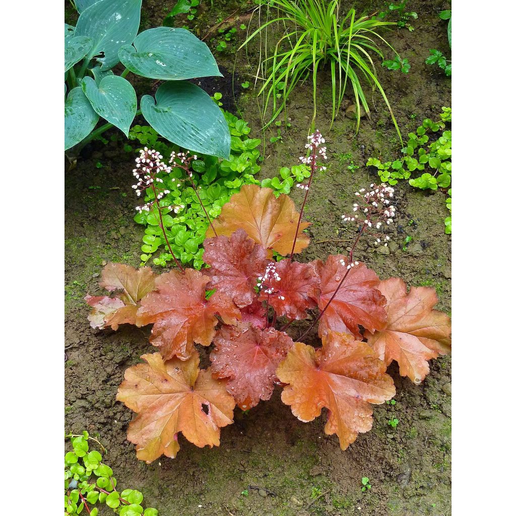 Heuchère - Heuchera Rio®