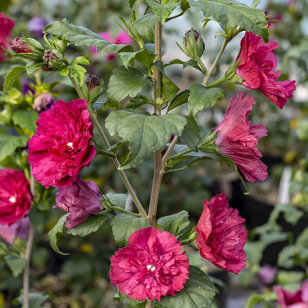 Hibiscus syriacus Ruby Chiffon - Althéa double rouge