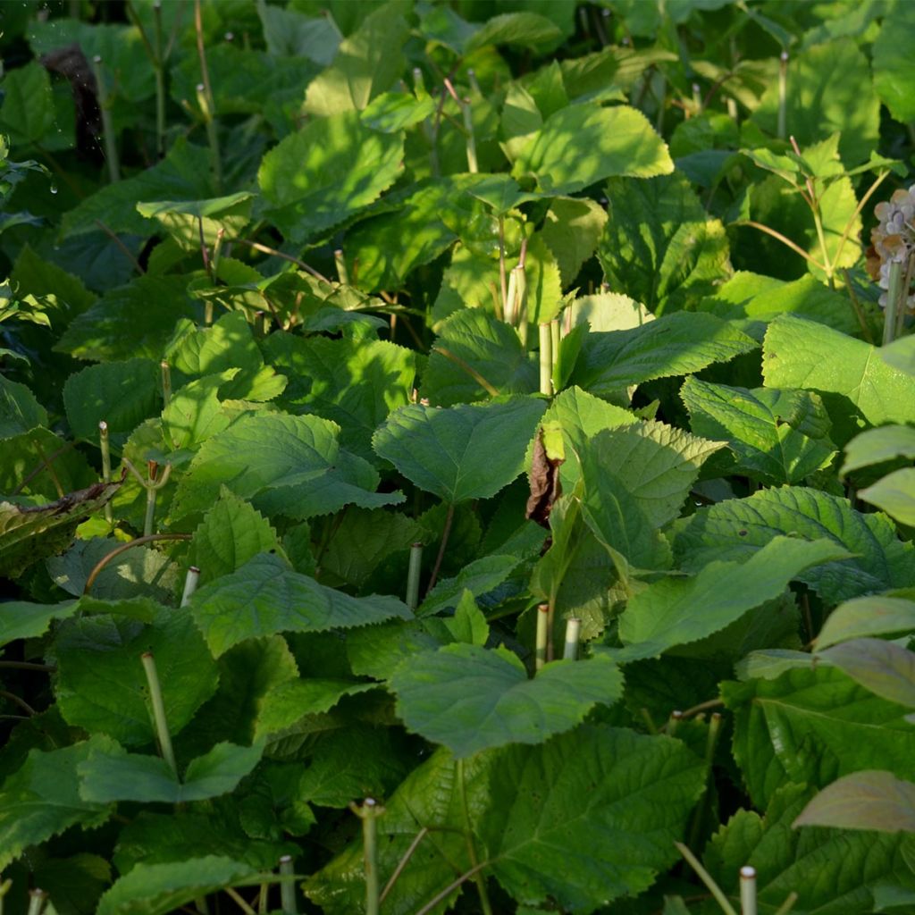 Hortensia arborescens Annabelle