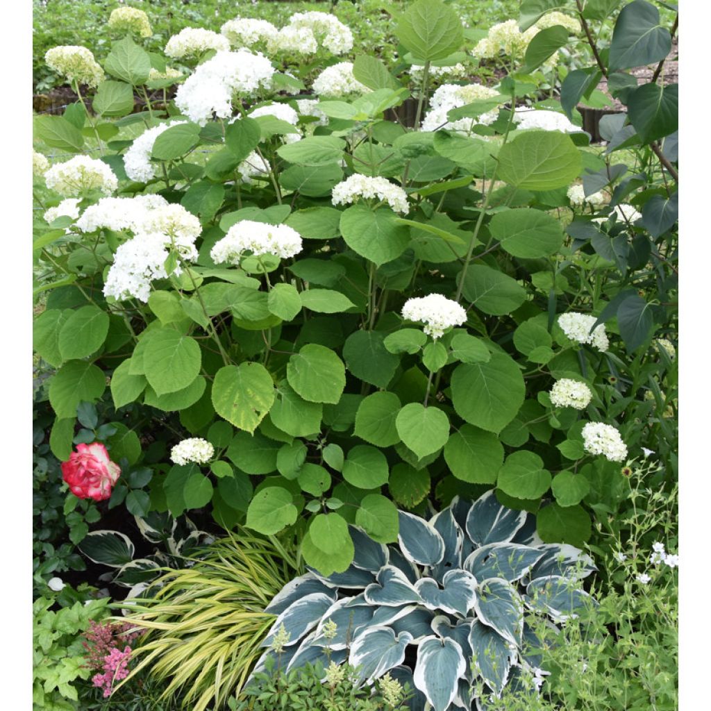 Hortensia arborescens Annabelle