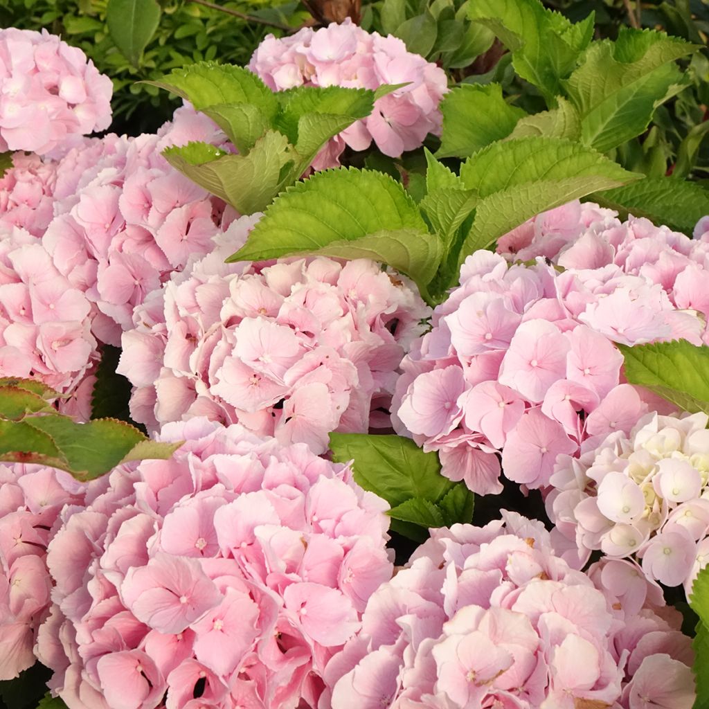 Hortensia - Hydrangea macrophylla Everbloom Pink Wonder