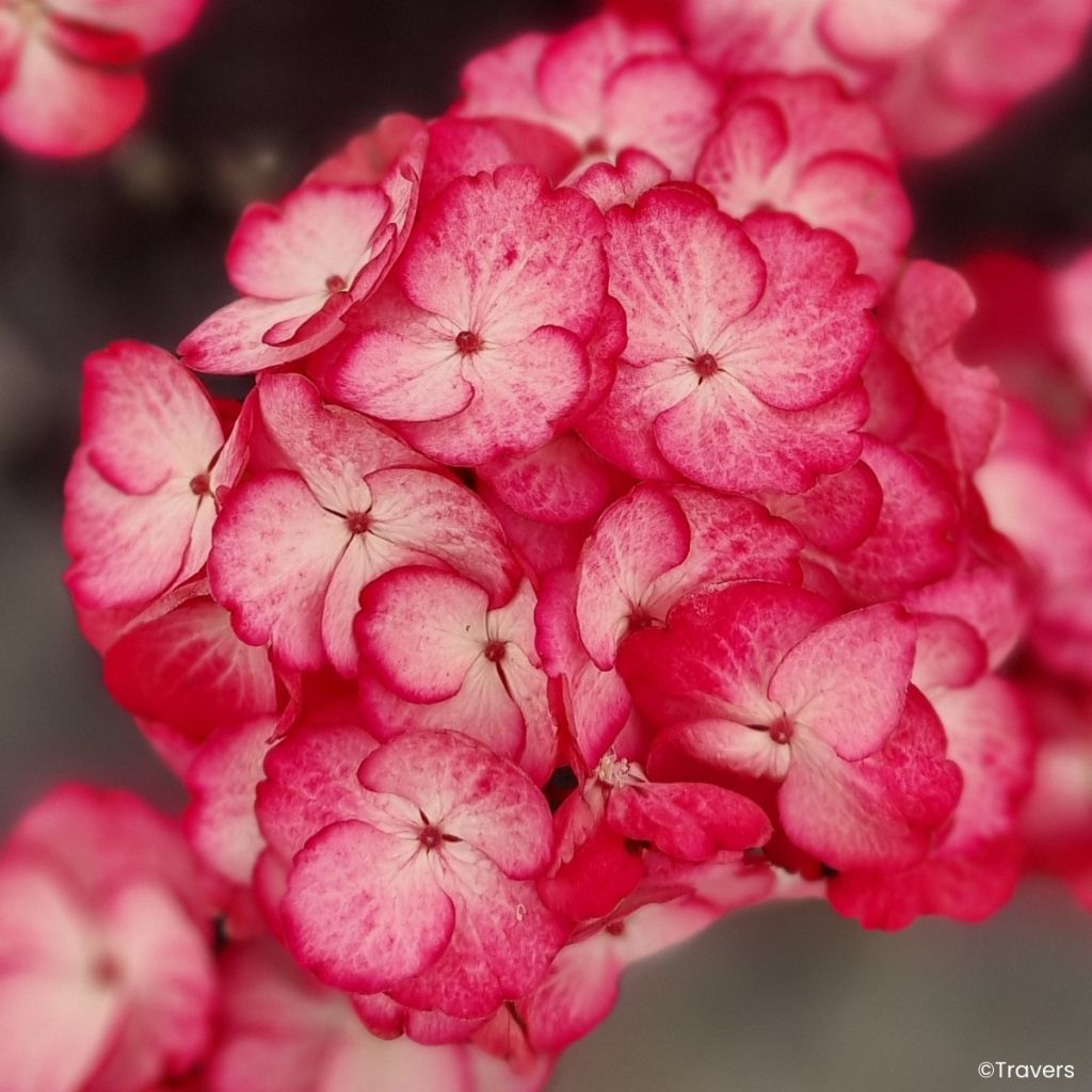 Hortensia - Hydrangea macrophylla x serrata Black Velvet Darbi
