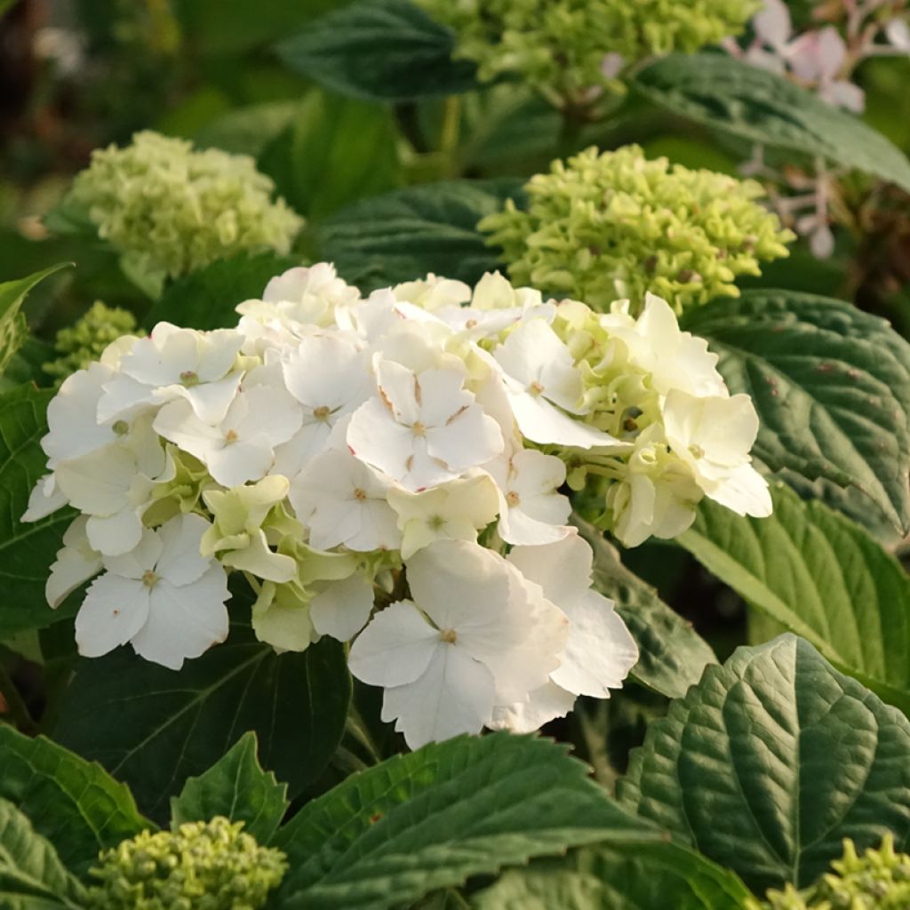 Hortensia - Hydrangea serrata Impératrice Eugénie (Collection 1900)
