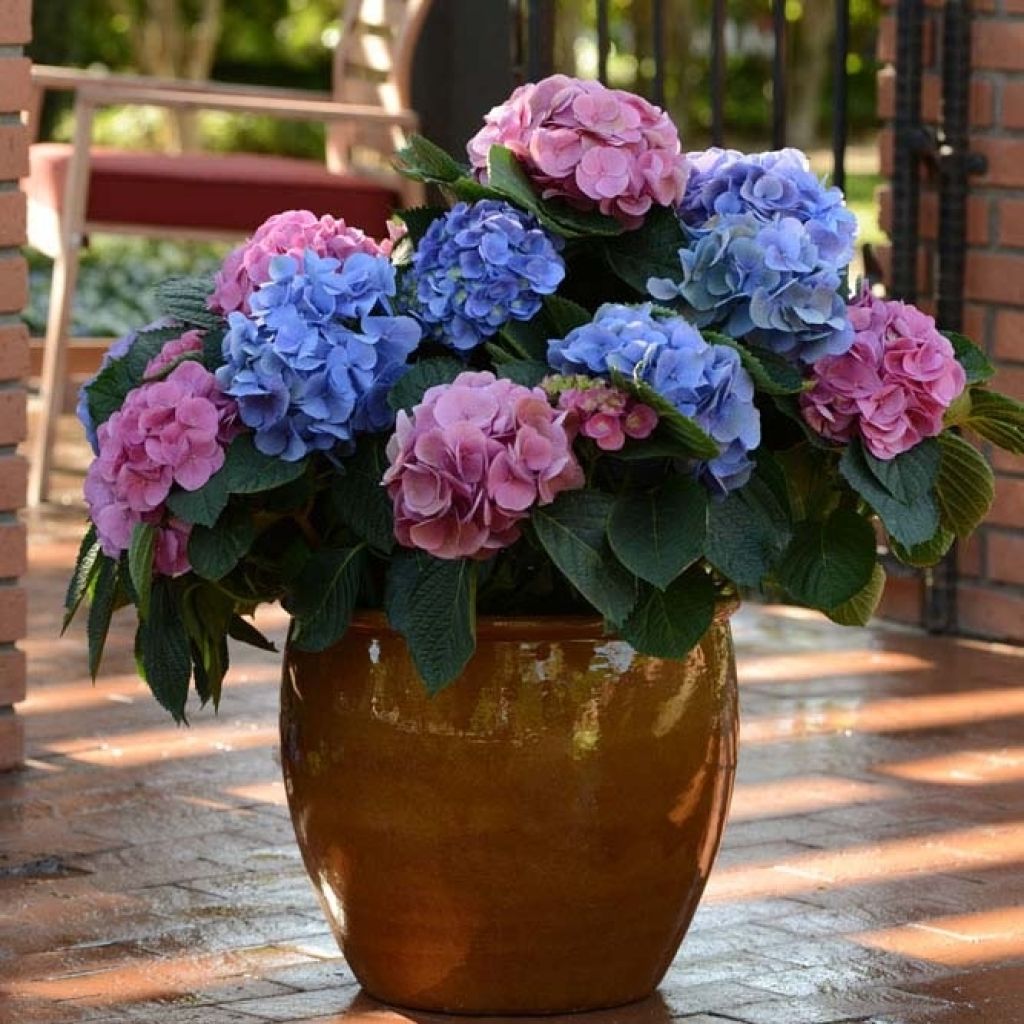 Hortensia - Hydrangea macrophylla L.A Dreamin