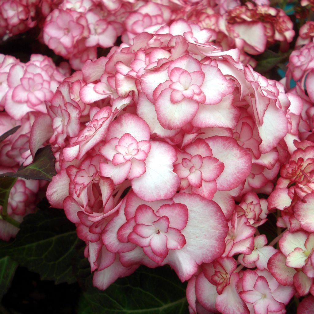 Hortensia - Hydrangea macrophylla Miss Saori