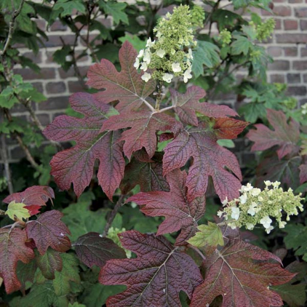 Hortensia - Hydrangea quercifolia Snowflake