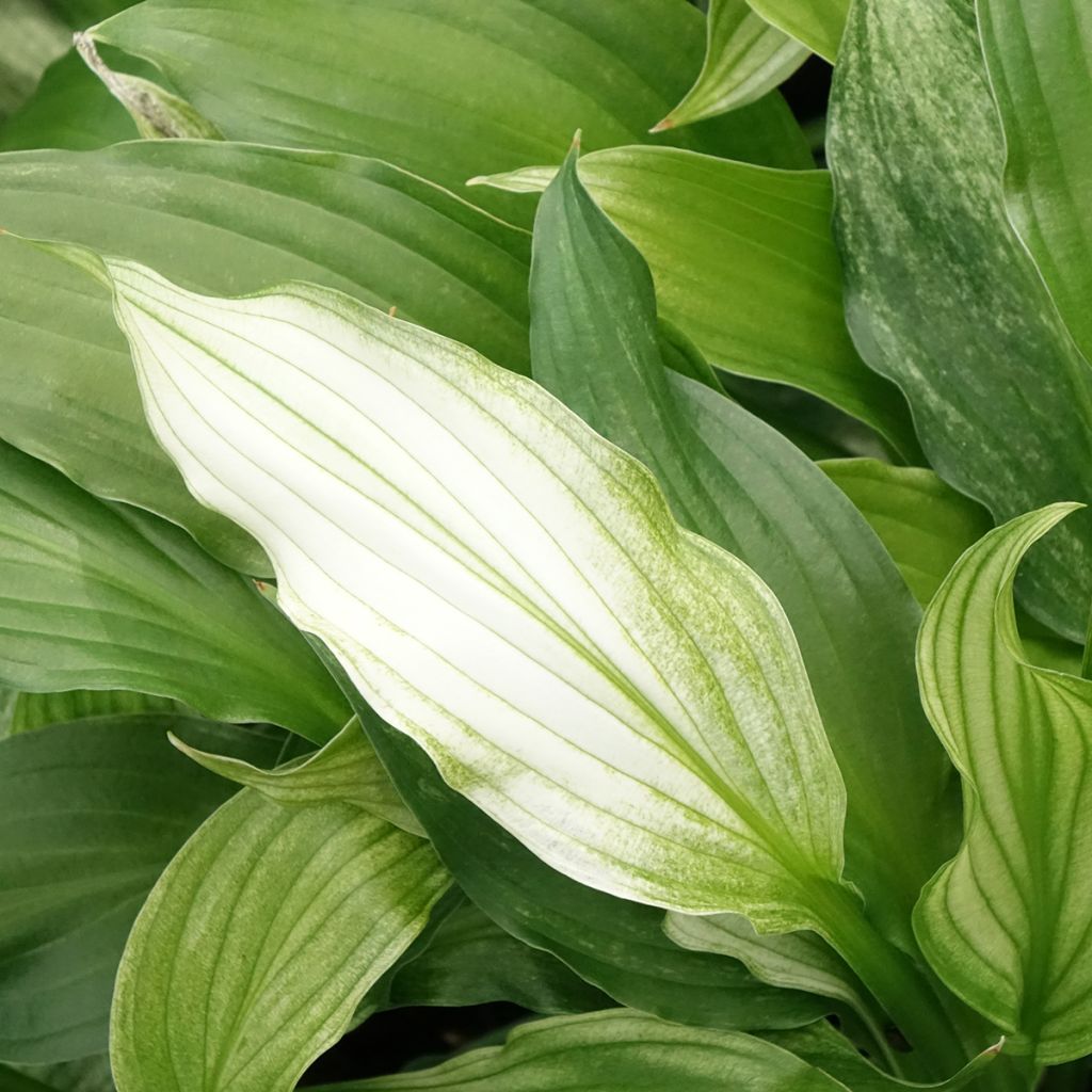 Hosta White Feather