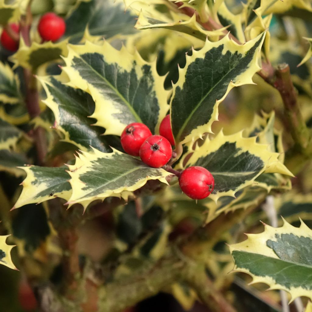 Houx panaché - Ilex aquifolium Argenteomarginata