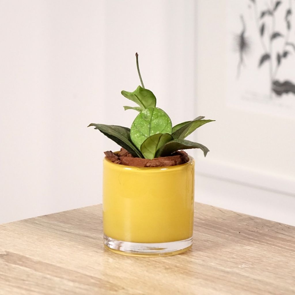 Hoya callistophylla Sabah - Fleur de porcelaine