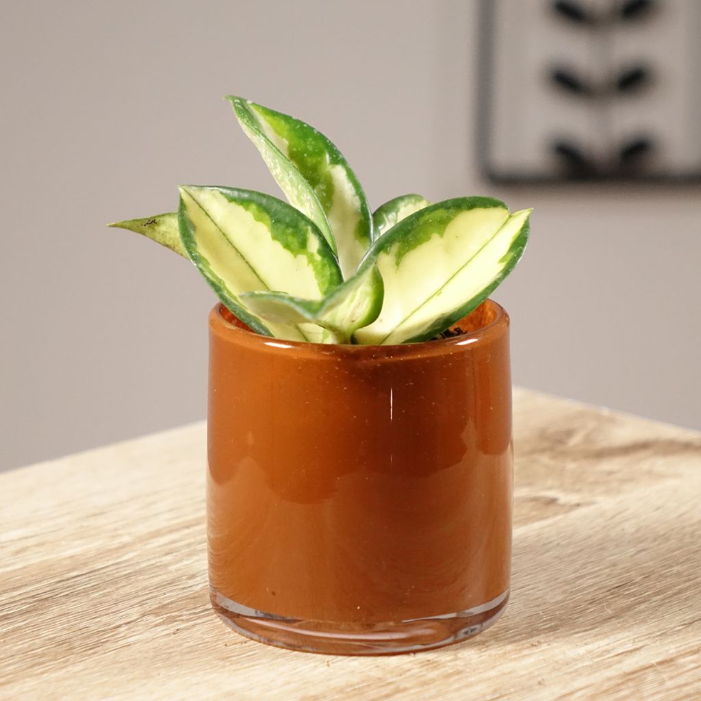 Hoya carnosa Tricolor - Fleur de porcelaine