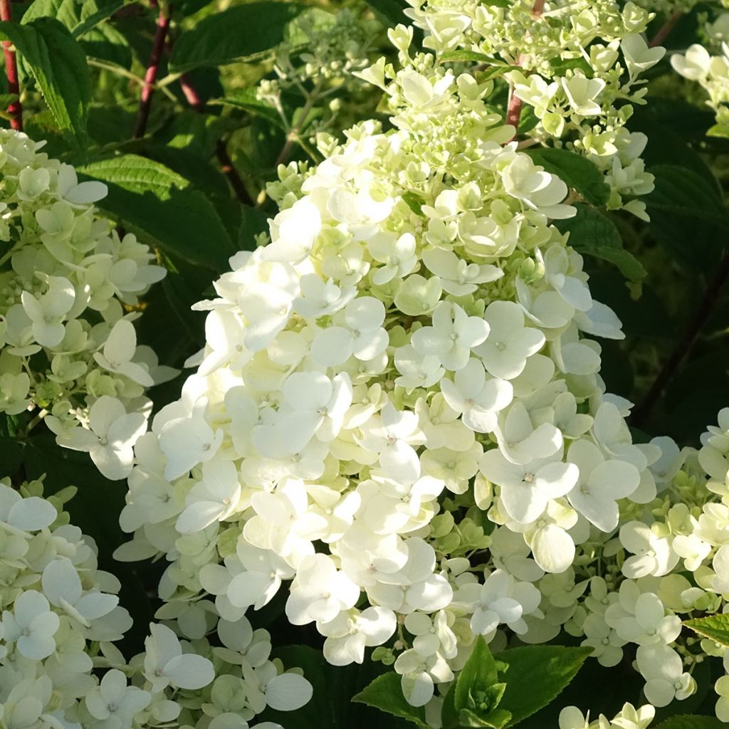 Hydrangea paniculata Fire Light - Hortensia paniculé