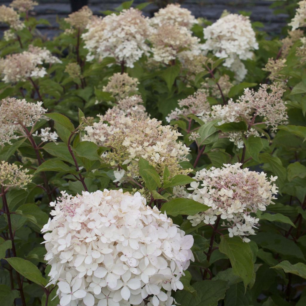 Hydrangea paniculata Phantom - Hortensia paniculé