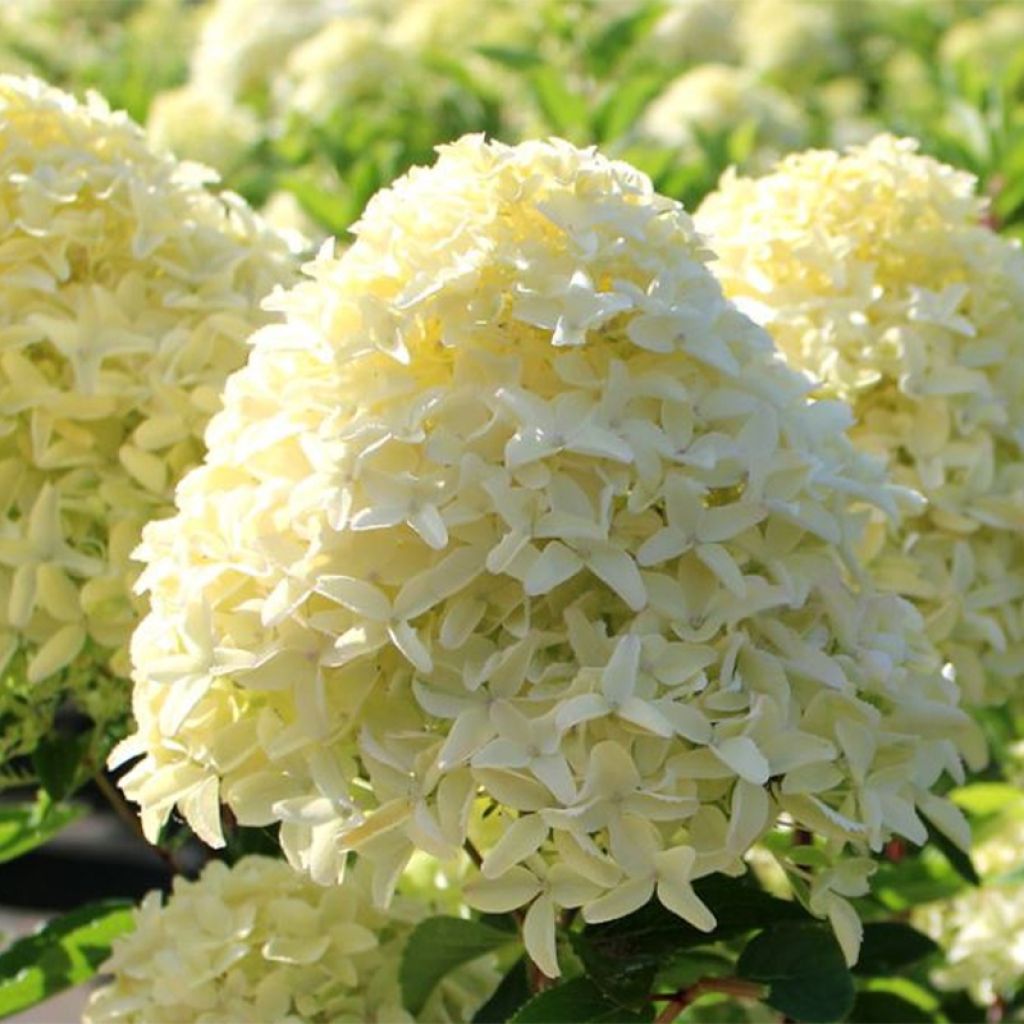 Hydrangea paniculata White Light - Hortensia