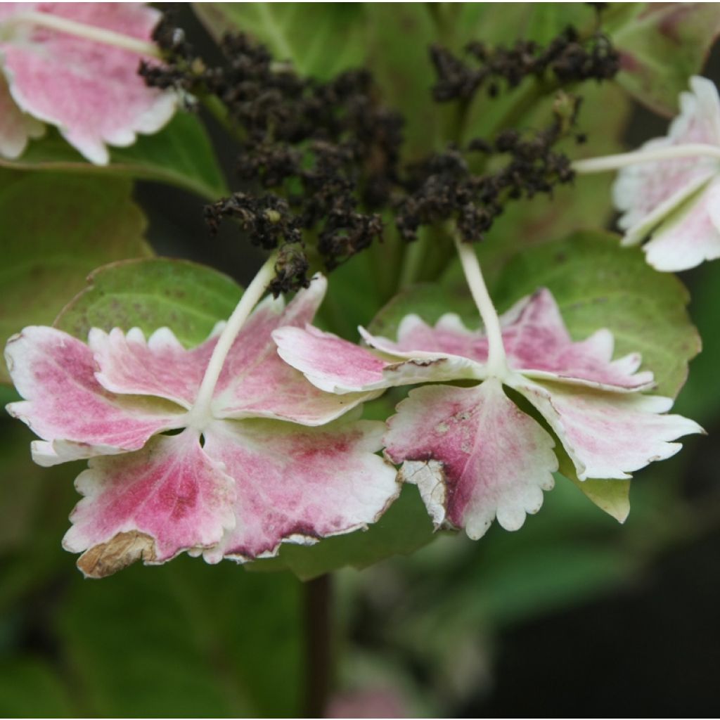 Hortensia - Hydrangea macrophylla Koria