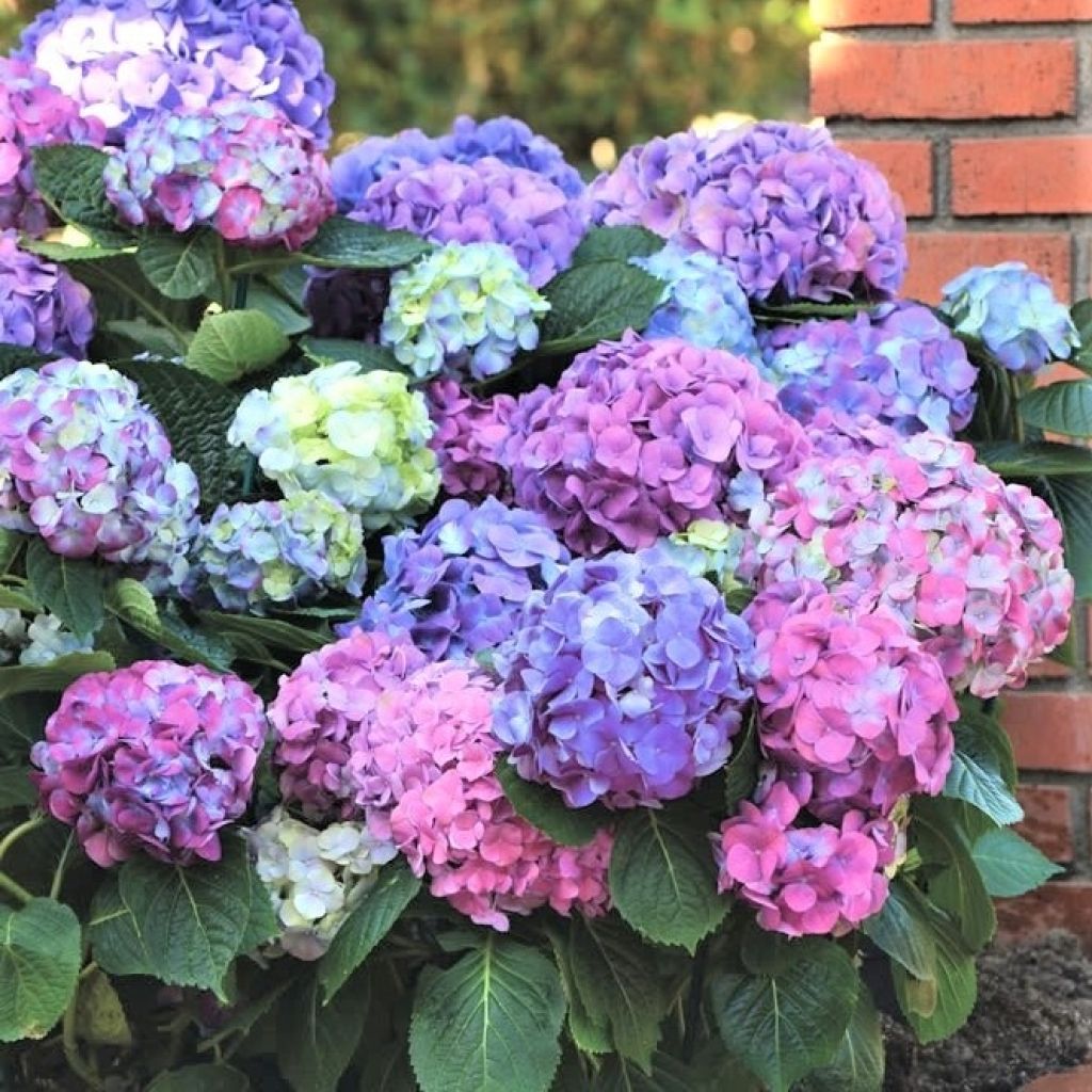 Hortensia - Hydrangea macrophylla L.A Dreamin