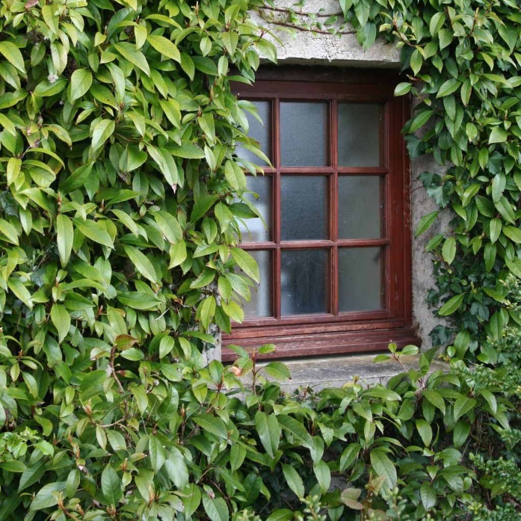 Hortensia grimpant - Hydrangea seemanii