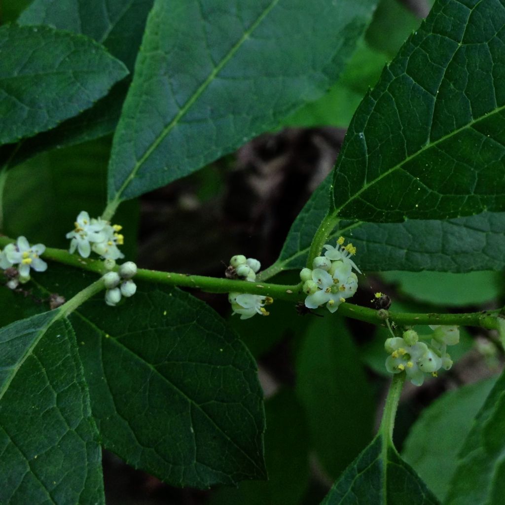 Houx verticillé Southern Gentleman - Ilex verticillata