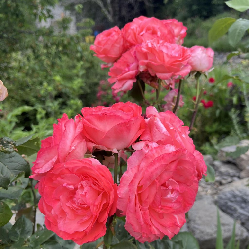 Rosier à grandes fleurs Panthere Rose