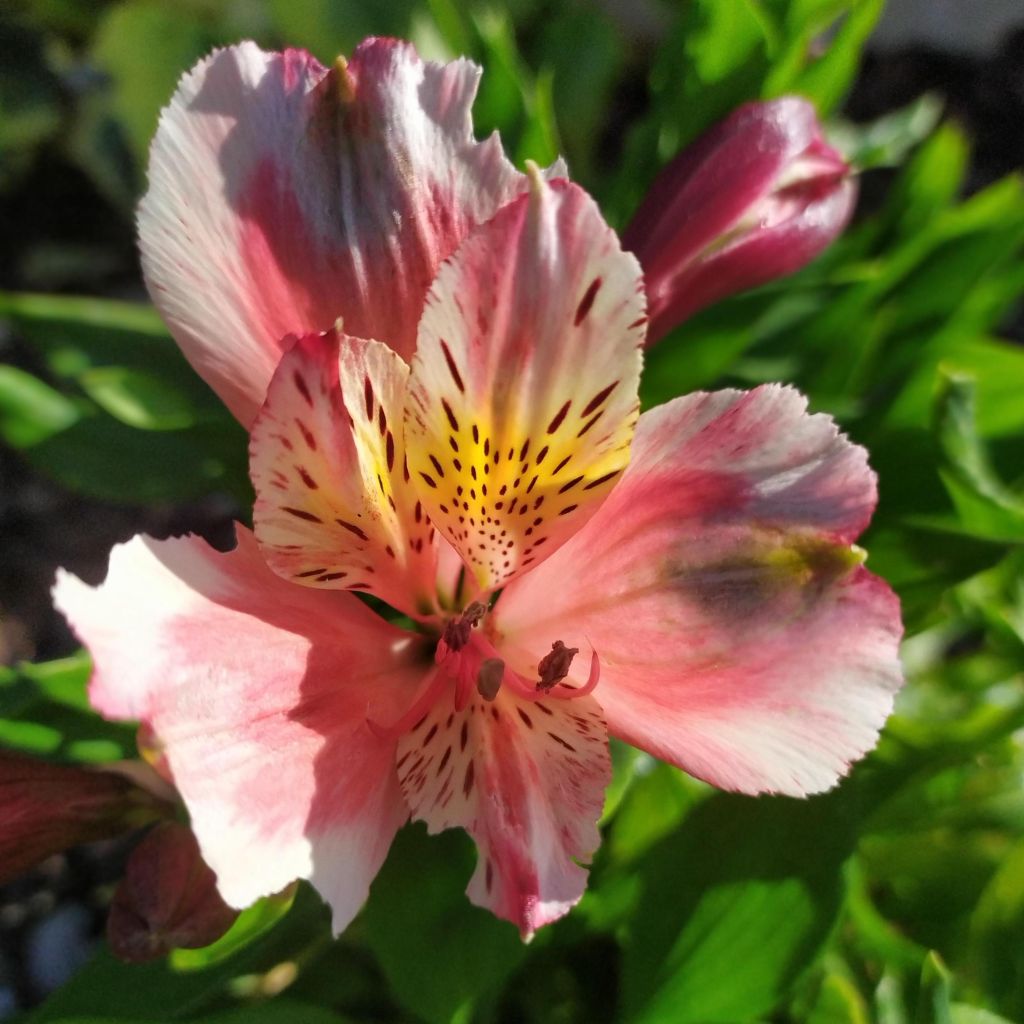 Alstroémère Duc d'Anjou Jean - Lys des Incas