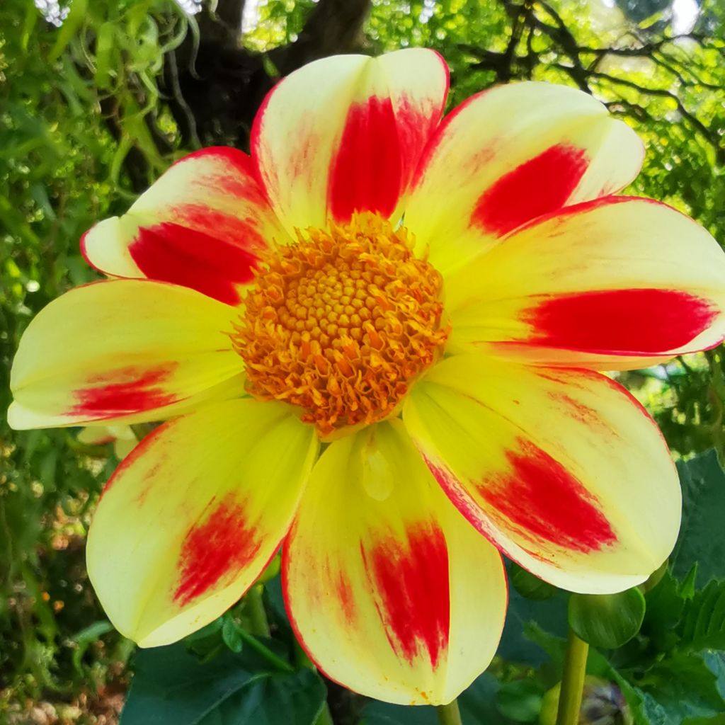Dahlia paysage Flaming Emperor