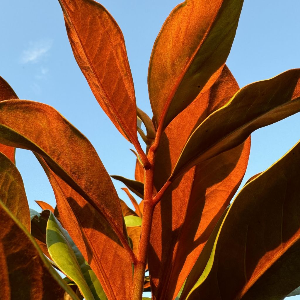 Magnolia grandiflora Ferruginea - Laurier-tulipier