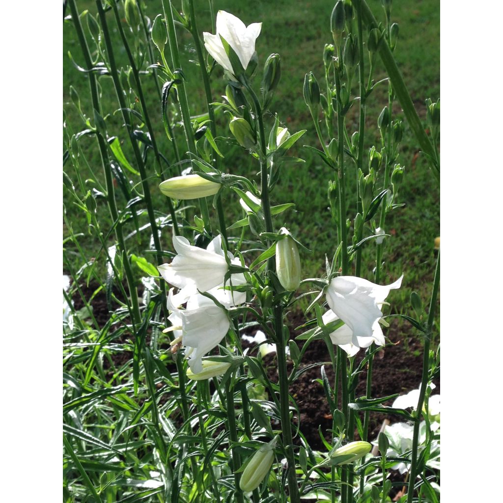 Campanule à feuilles de pêcher - Campanula persicifolia Alba