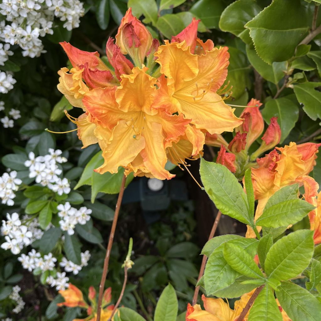 Azalée de Chine Demoiselles de Boutiguery Idylla - Rhododendron hybride