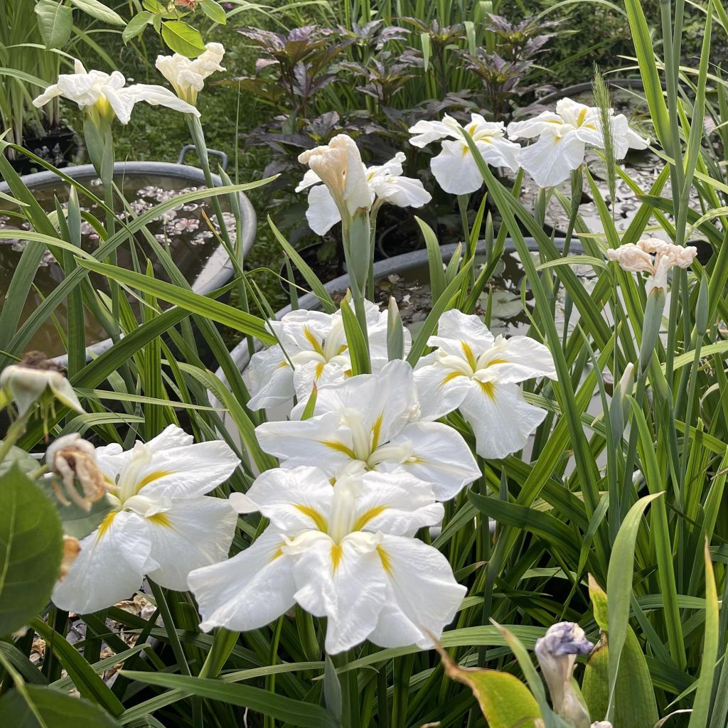 Iris du Japon - Iris ensata White Ladies